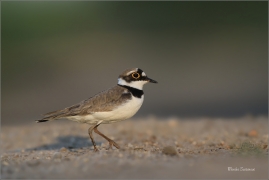 <p>KULÍK ŘÍČNÍ (Charadrius dubius) jižní Morava ---- /Little ringed plover - Flussregenpfeifer/</p>